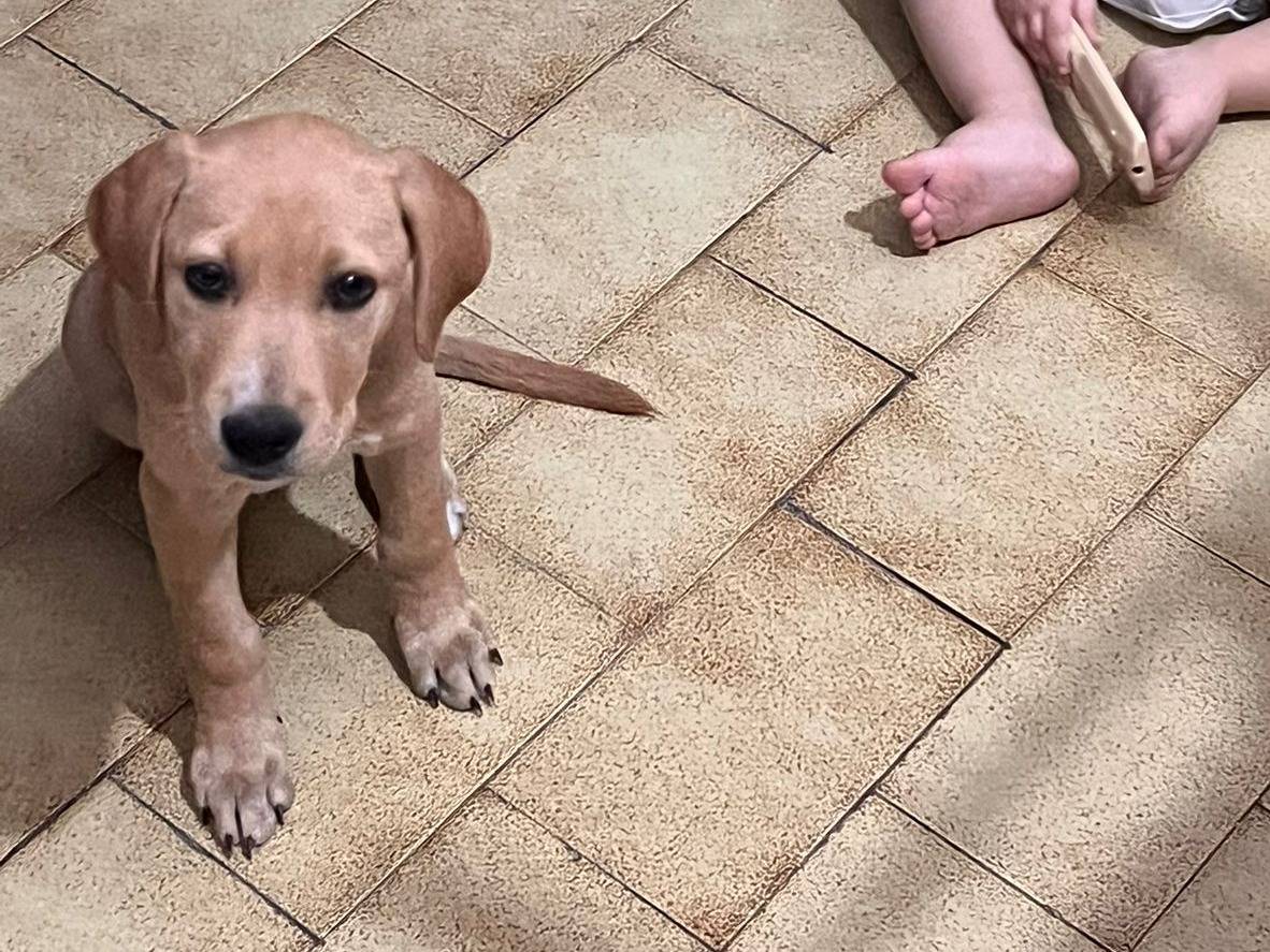 Adotta un cane, maschio, 4 mesi, Lucca