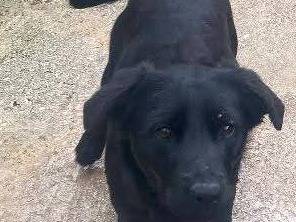 Adozione cane, femmina, Razza sconosciuta Razza sconosciuta, 1 anno e 2 mesi, taglia media, Avellino