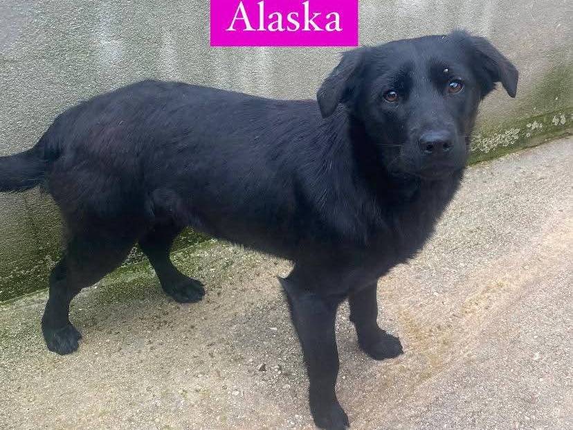 Adotta un cane, femmina, 1 anno e 2 mesi, Avellino