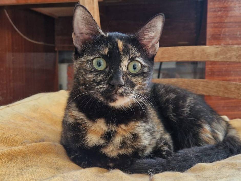 Vuoi adottare un gatto a Frosinone?