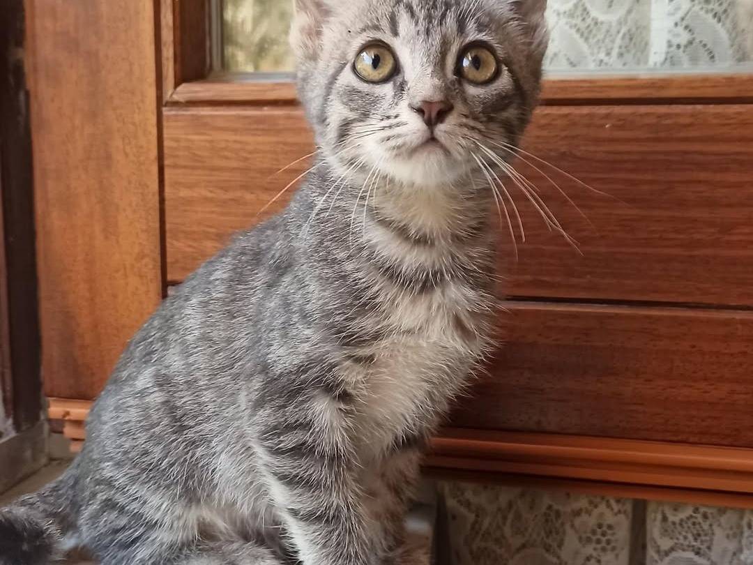 Adozione gatto, femmina, Razza sconosciuta Razza sconosciuta, 1 mesi, taglia non valida, Crotone