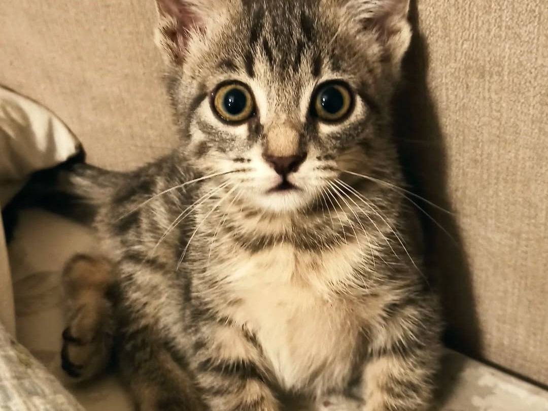 Adotta un gatto, femmina, 1 mesi, Crotone