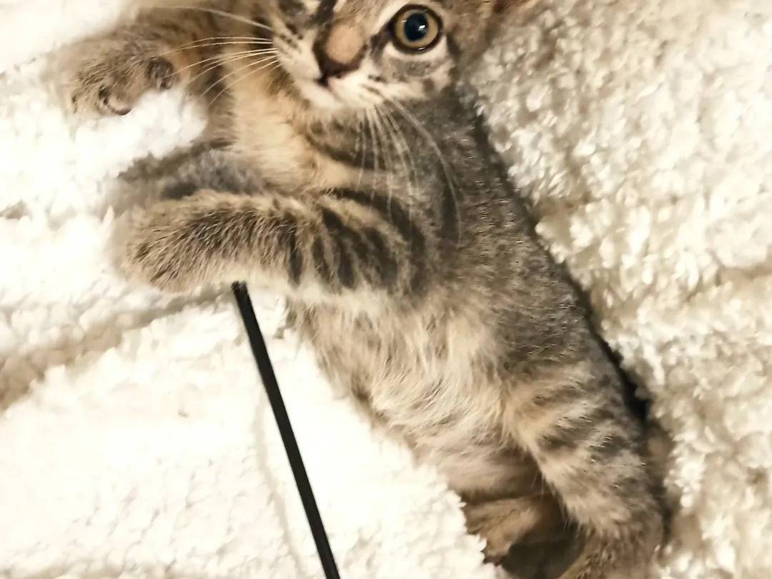 Adotta un gatto, taglia non valida, femmina, Crotone