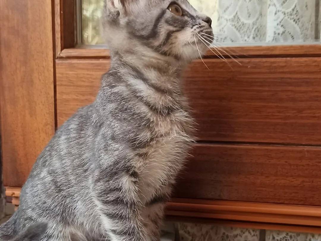 Vuoi adottare un gatto a Crotone?