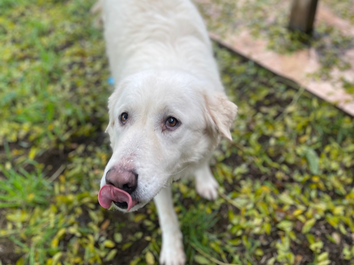 Adozione cane, femmina, Pastore maremmano Razza sconosciuta, 5 anni e 5 mesi, taglia grande, Latina