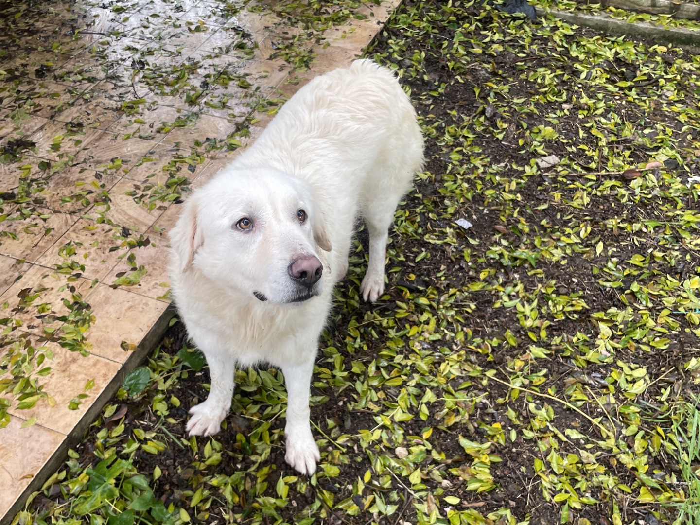 Adotta un cane, femmina, 5 anni e 5 mesi, Latina