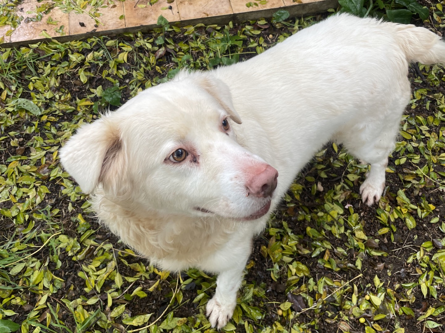 Adozione cane, maschio, Pastore maremmano Razza sconosciuta, 5 anni e 5 mesi, taglia grande, Latina