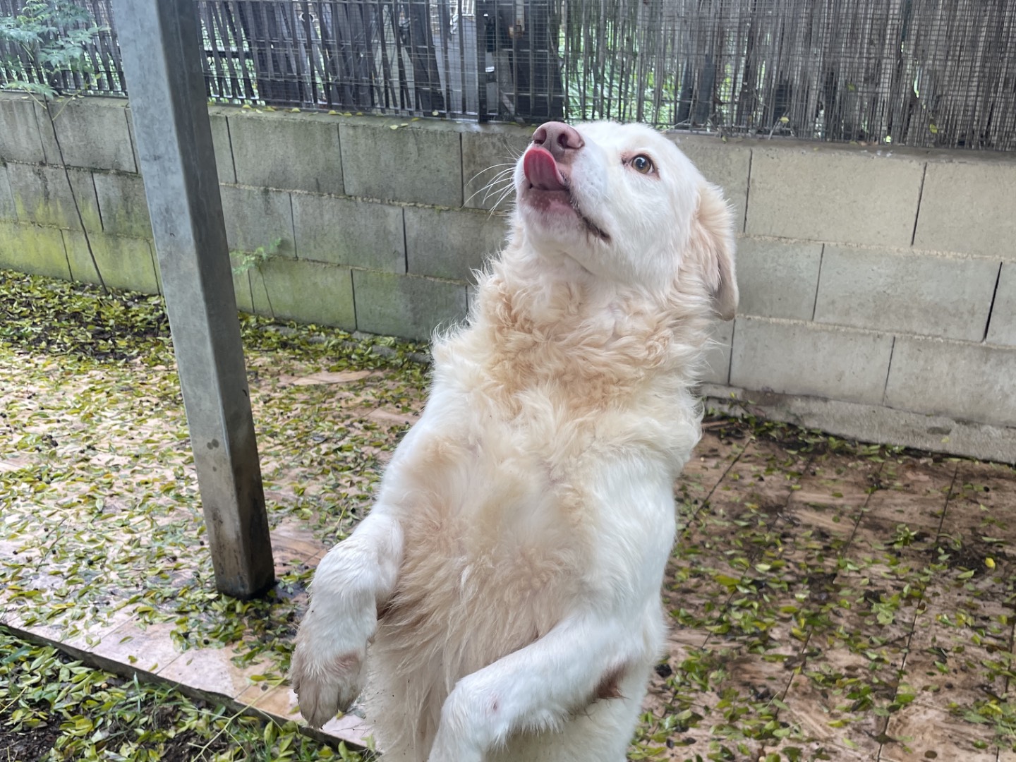 Adotta un cane, maschio, 5 anni e 5 mesi, Latina
