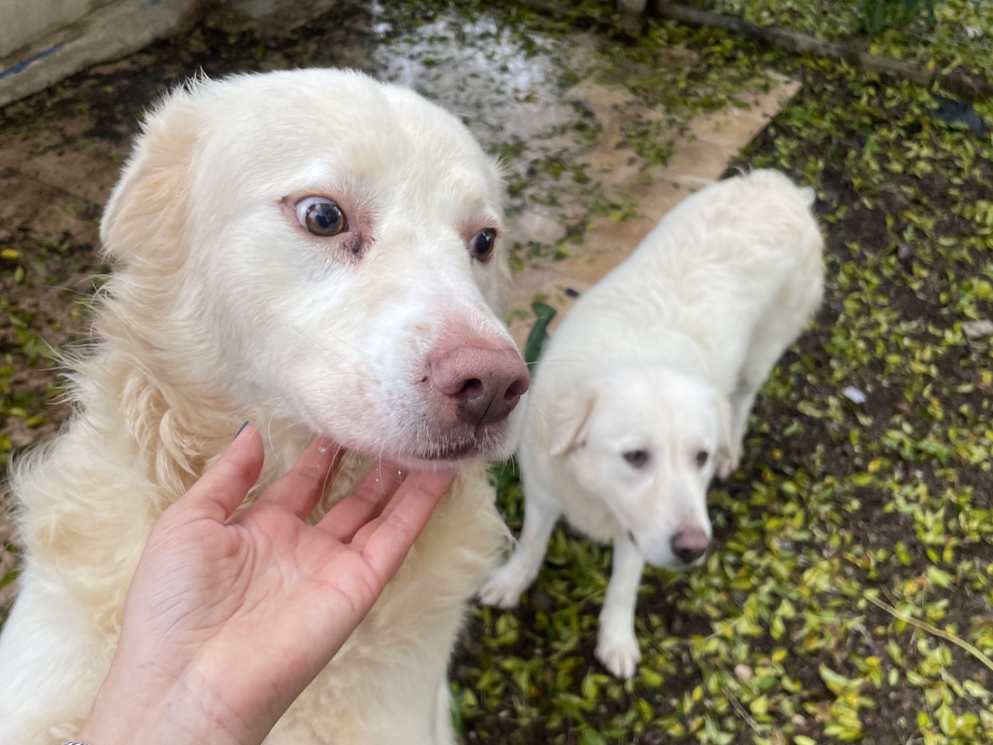 Adotta un cane, taglia grande, maschio, Latina