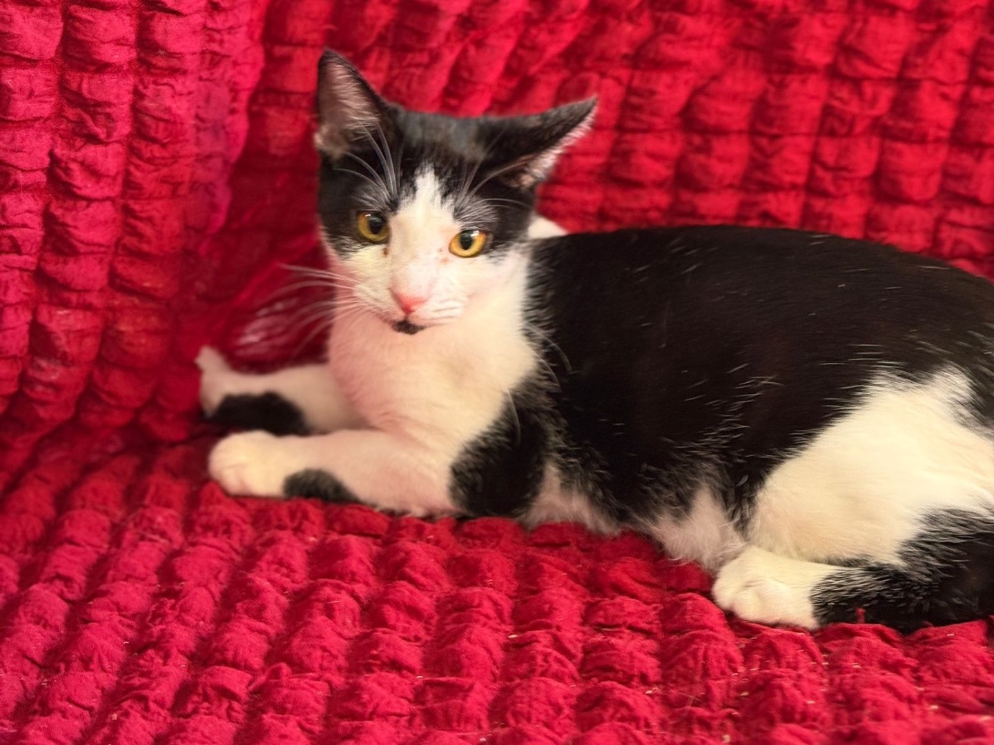 Adotta un gatto, taglia non valida, maschio, Bari