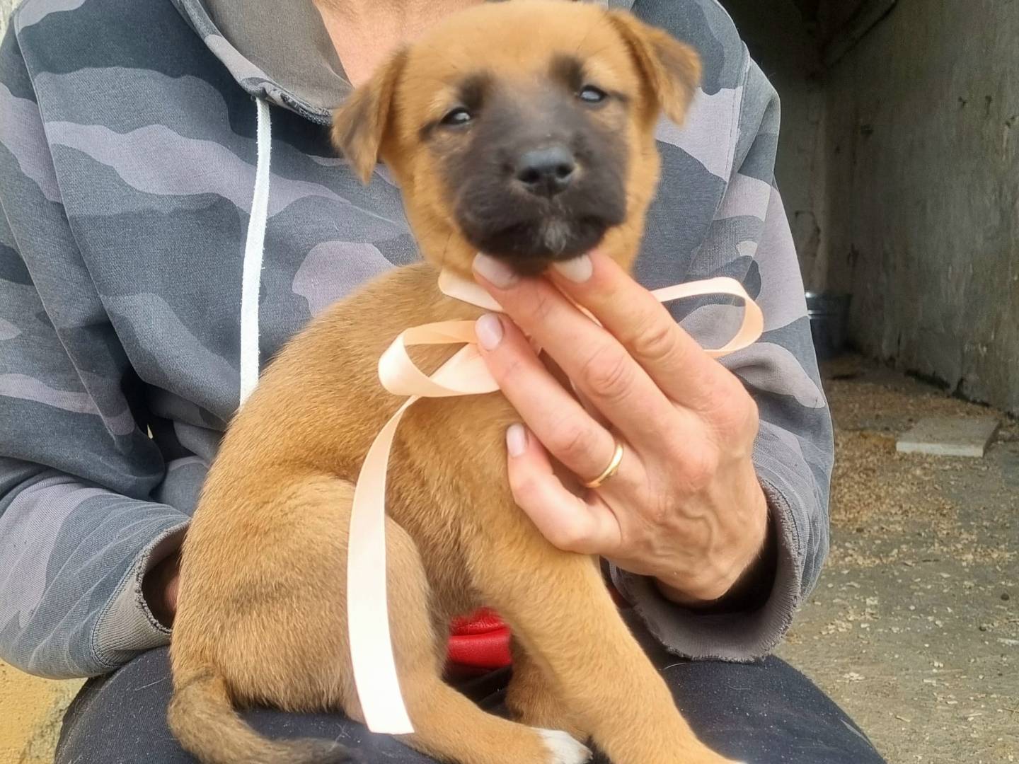 Vuoi adottare un cane a Taranto?