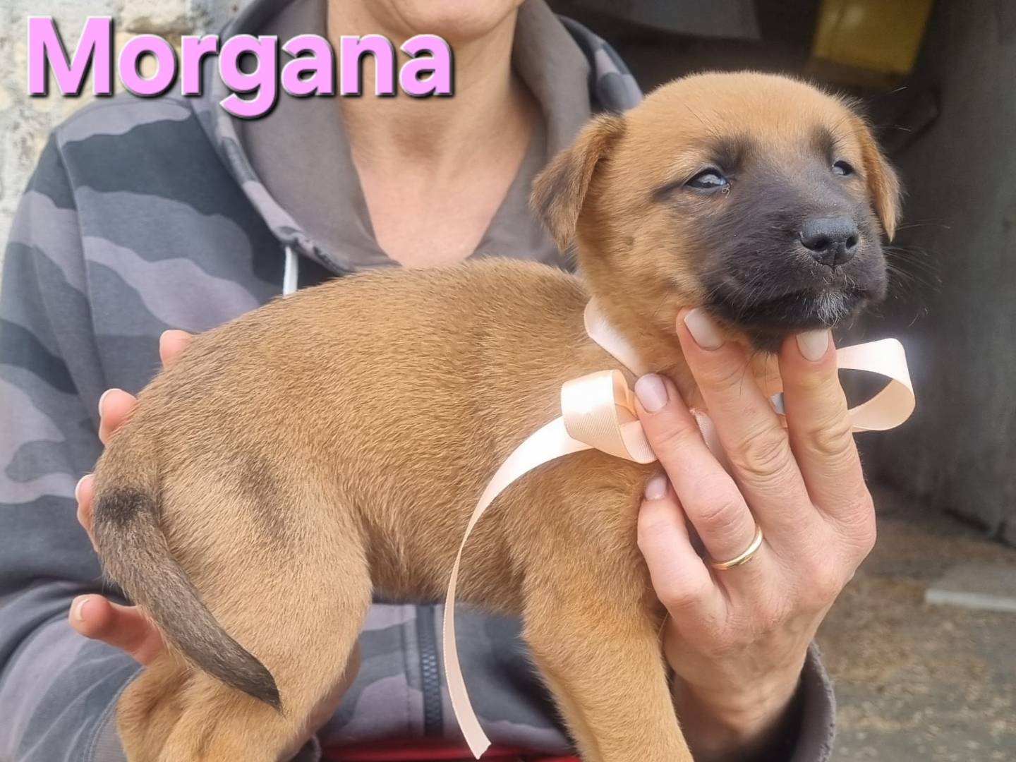 Adotta il cane Morgana a Taranto