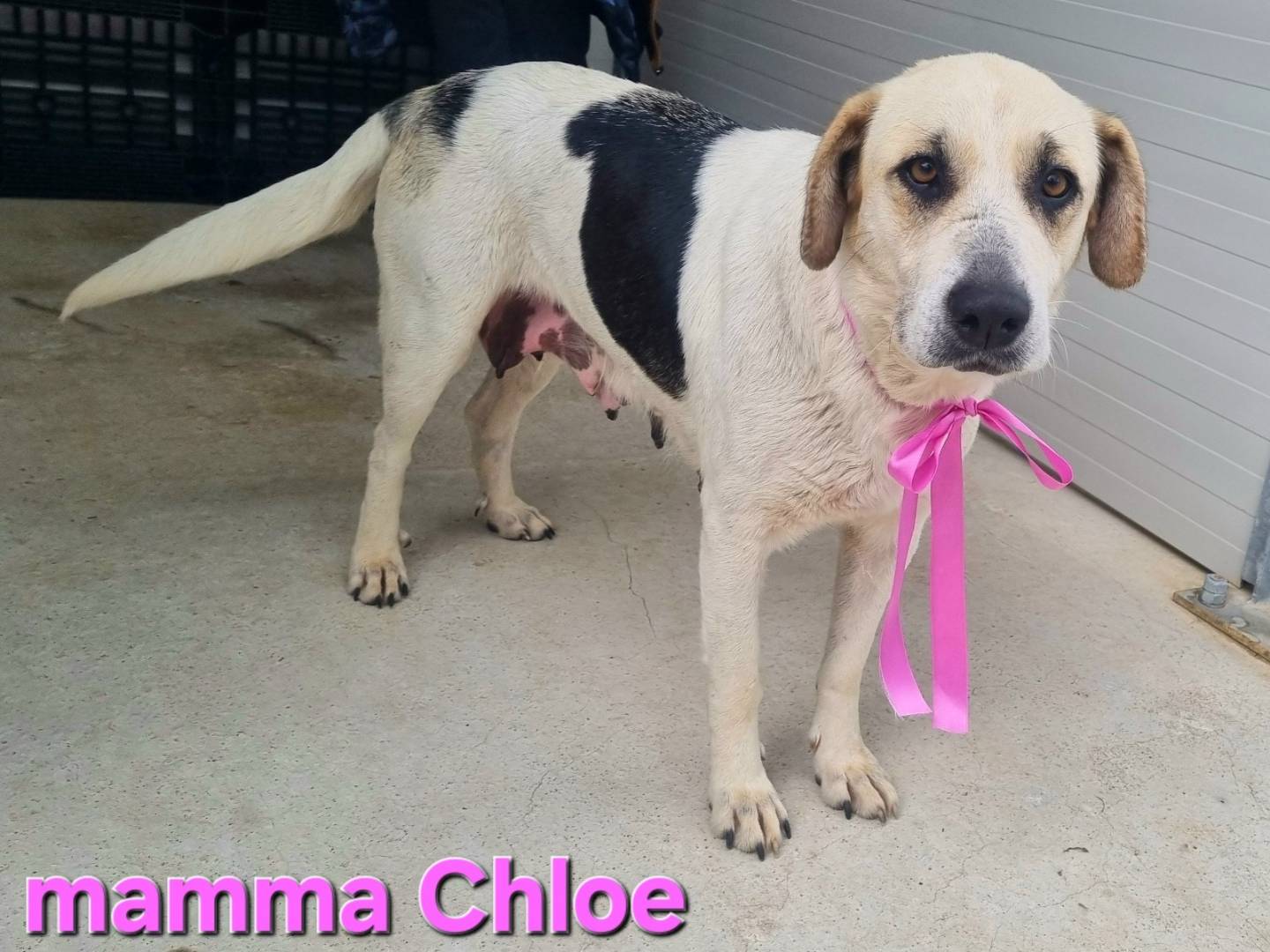 Adotta un cane, femmina, 1 anno e 8 mesi, Taranto