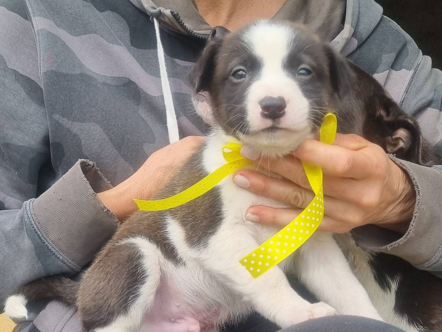 Adotta un cane, taglia media contenuta, maschio, Taranto