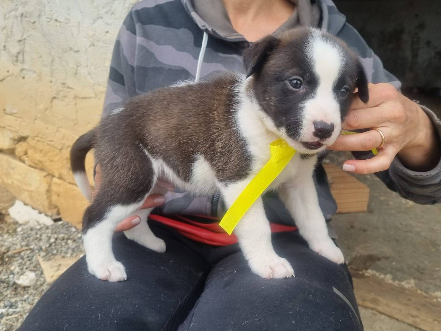 Vuoi adottare un cane a Taranto?