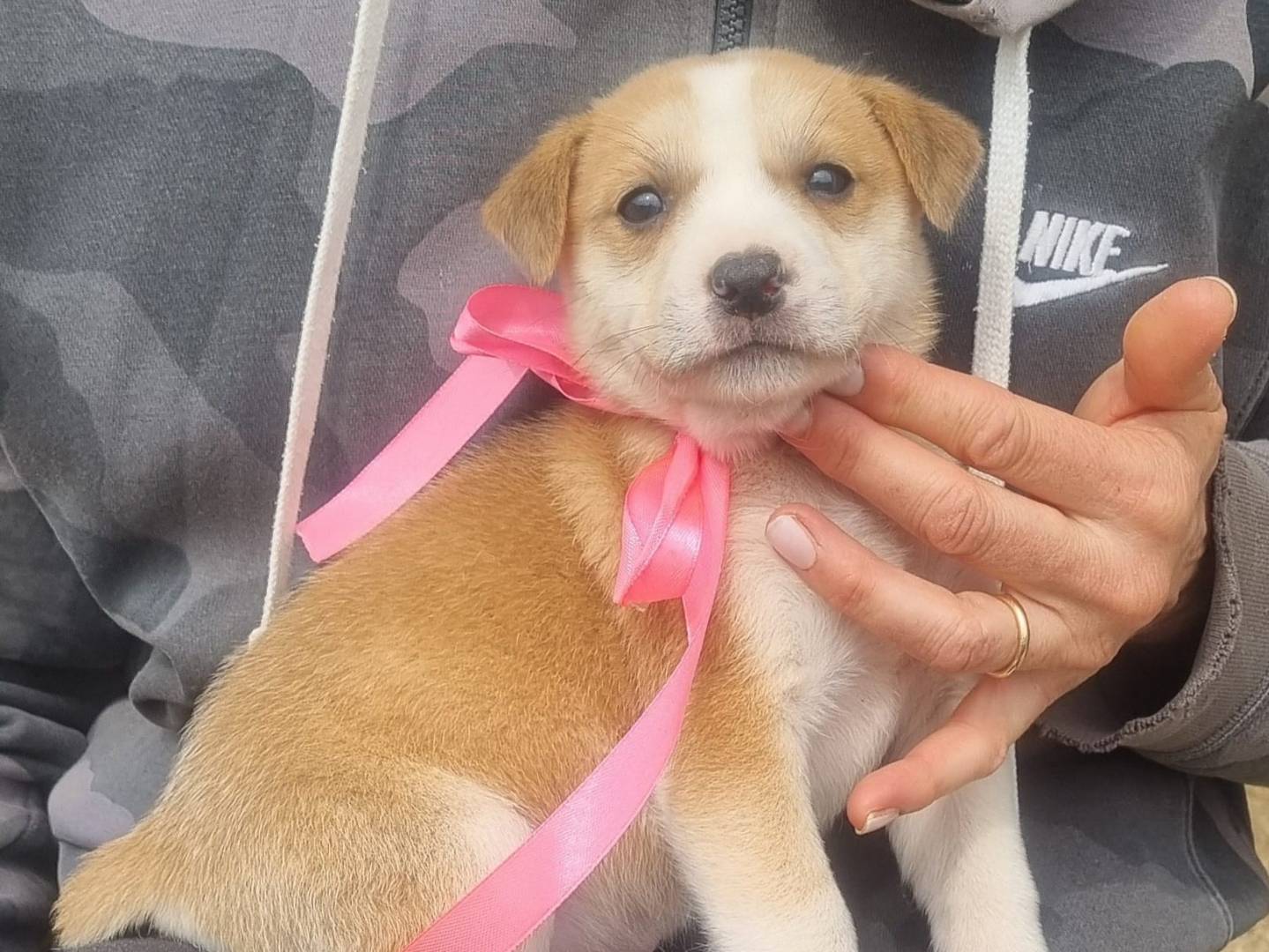 Adozione cane, femmina, Razza sconosciuta Razza sconosciuta, 2 mesi, taglia media contenuta, Taranto