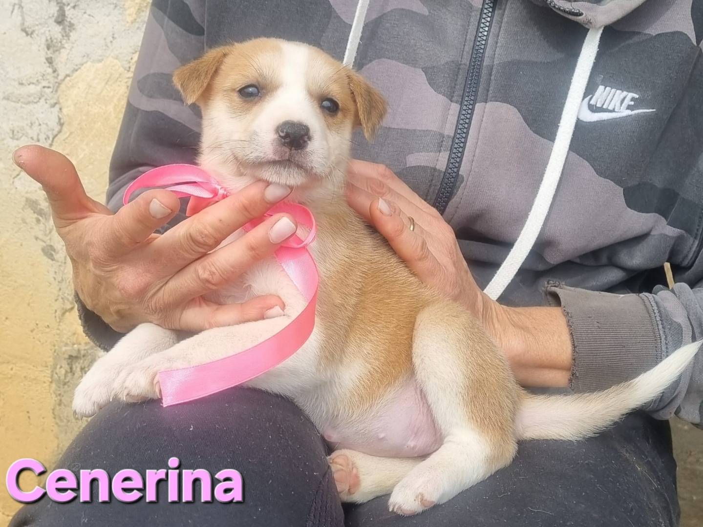 Adotta un cane, femmina, 2 mesi, Taranto