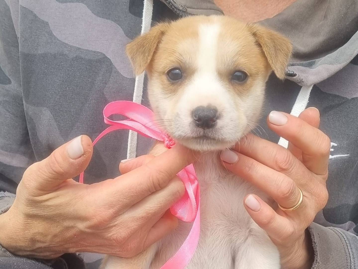 Adotta un cane, taglia media contenuta, femmina, Taranto