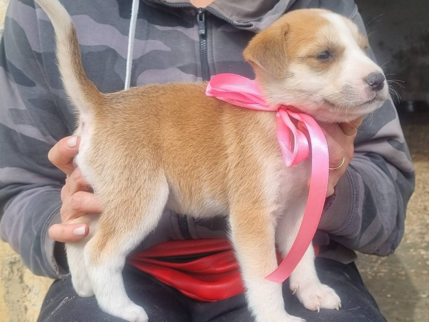 Vuoi adottare un cane a Taranto?