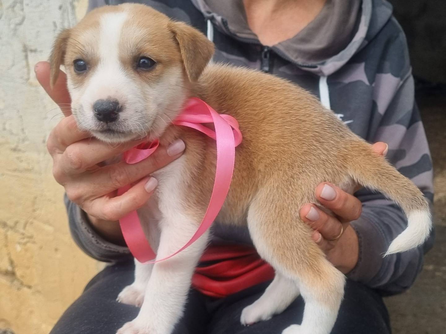 Adotta il cane Cenerina a Taranto