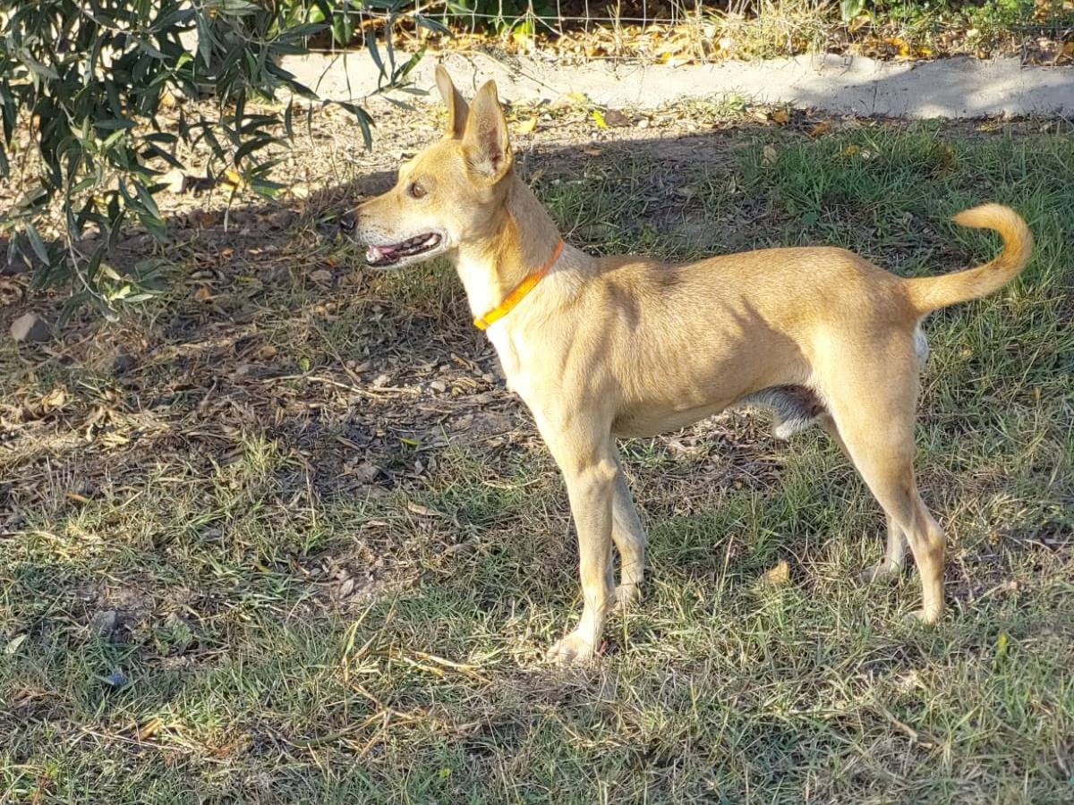 Vuoi adottare un cane a Milano?