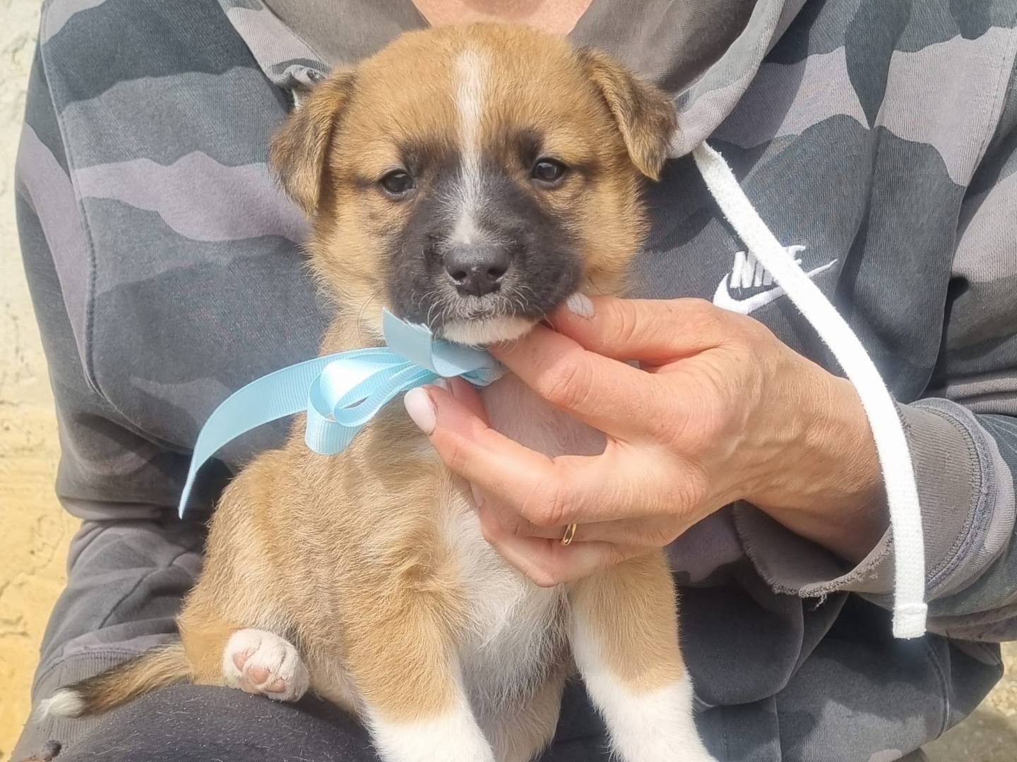 Adozione cane, maschio, Razza sconosciuta Razza sconosciuta, 2 mesi, taglia media contenuta, Taranto