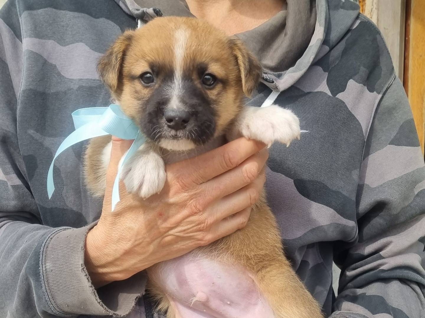 Adotta un cane, maschio, 2 mesi, Taranto