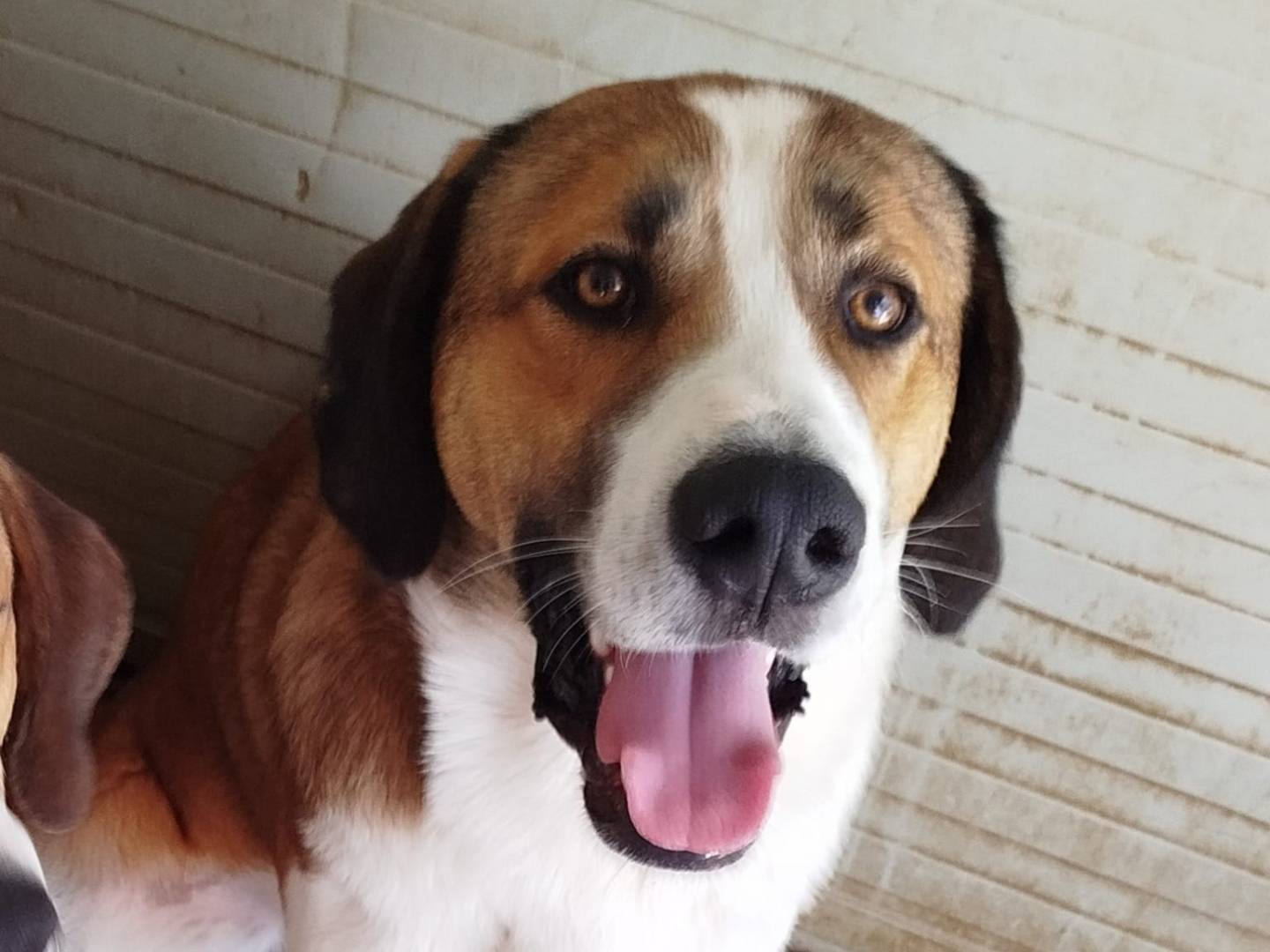 Adozione cane, maschio, Razza sconosciuta Razza sconosciuta, 1 anno e 7 mesi, taglia gigante, Milano