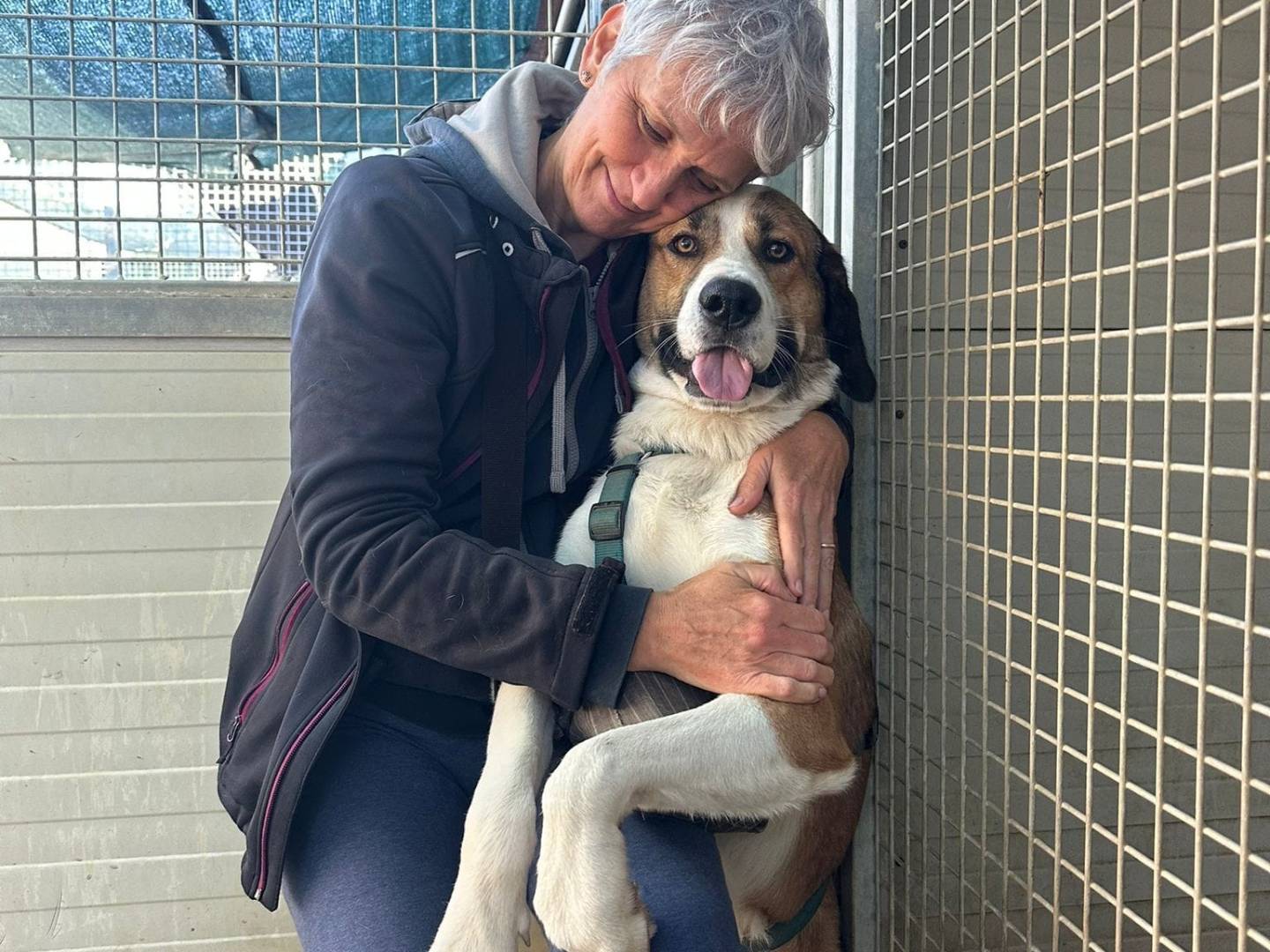 Adotta un cane, taglia gigante, maschio, Milano