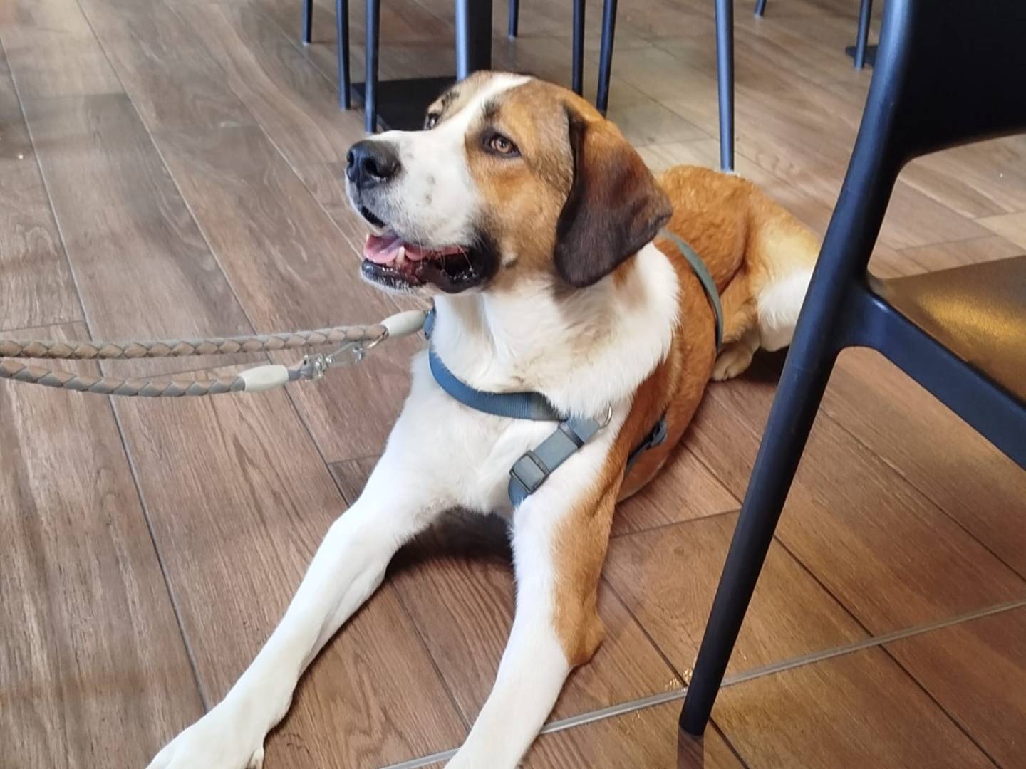 Vuoi adottare un cane a Milano?