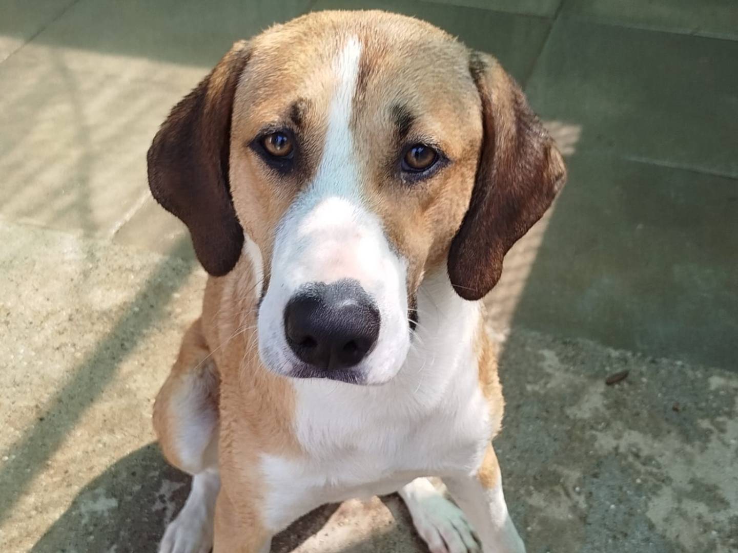 Adozione cane, maschio, Razza sconosciuta Razza sconosciuta, 1 anno e 7 mesi, taglia grande, Milano