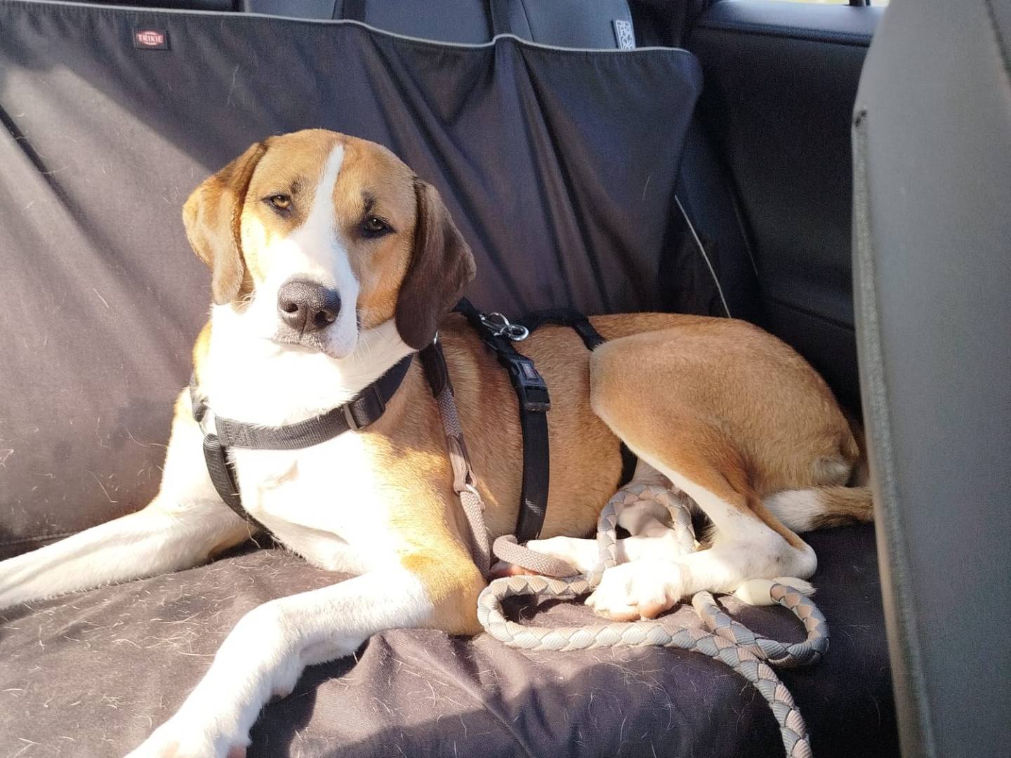 Adotta un cane, maschio, 1 anno e 7 mesi, Milano