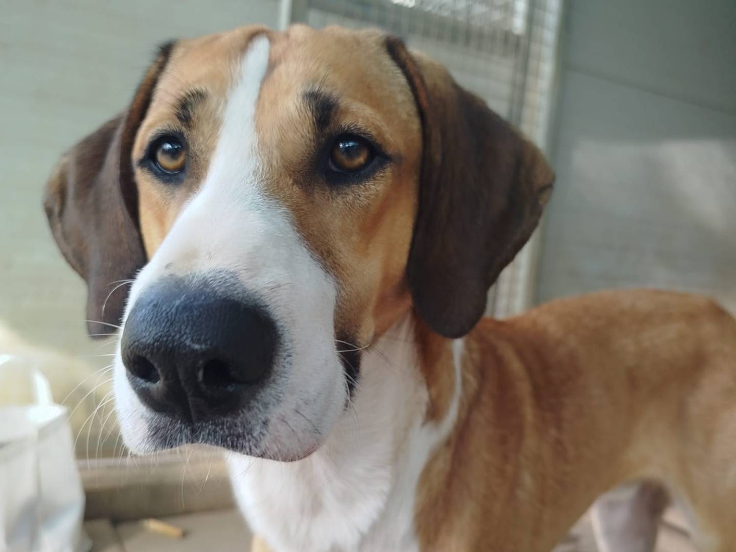 Adotta un cane, taglia grande, maschio, Milano