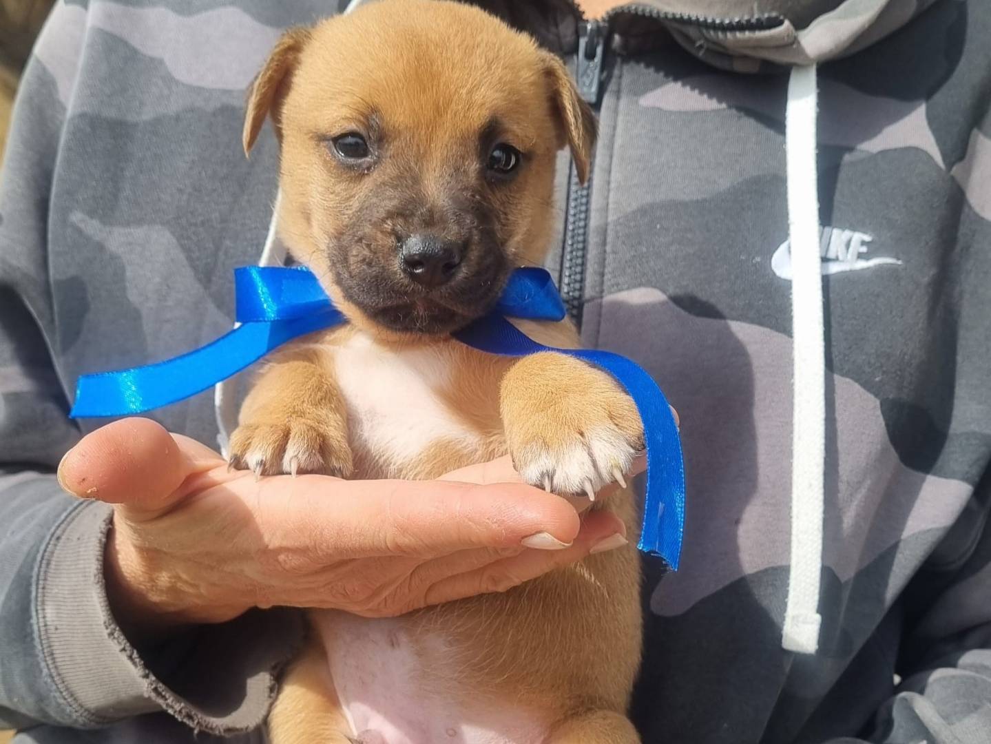 Vuoi adottare un cane a Taranto?