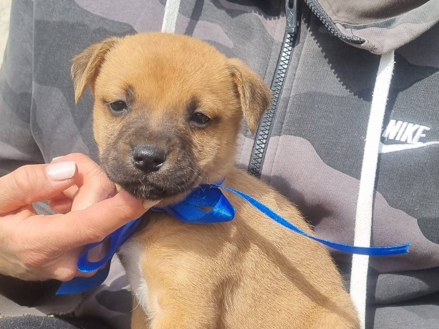 Adotta il cane DoIcetto a Taranto