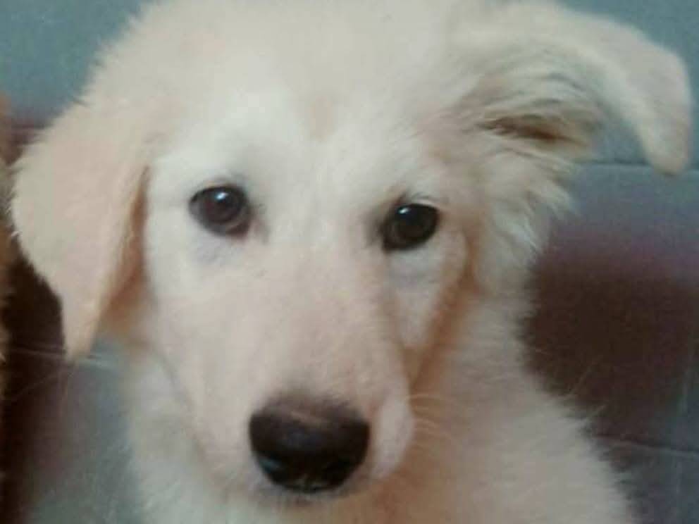 Adozione cane, femmina, Razza sconosciuta Razza sconosciuta, 4 mesi, taglia media, Milano