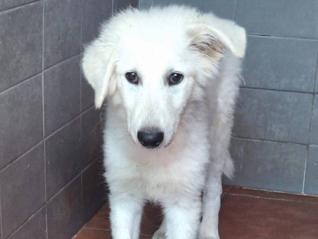 Adotta un cane, femmina, 4 mesi, Milano