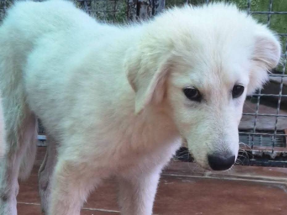 Adotta un cane, taglia media, femmina, Milano