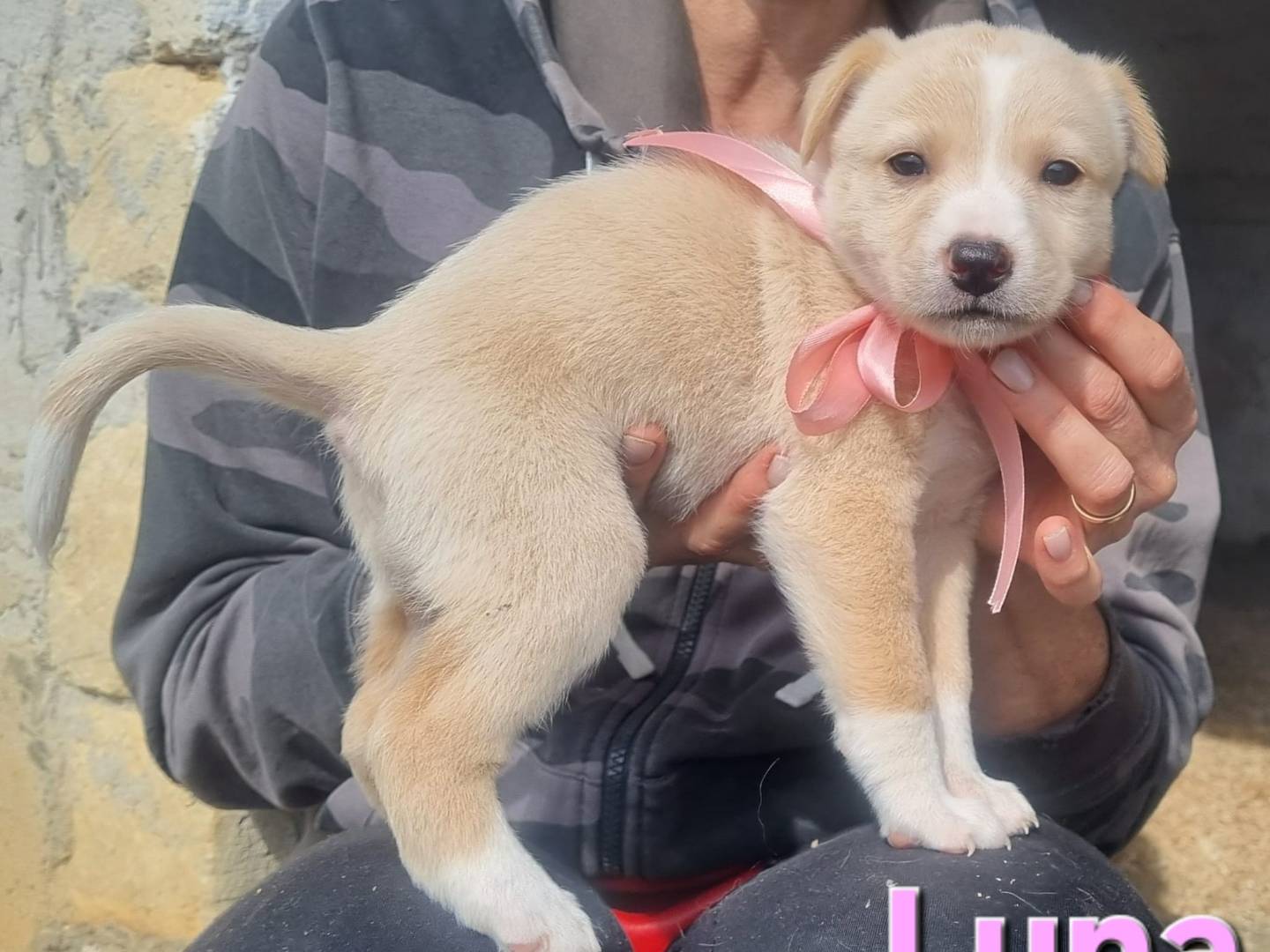 Adotta un cane, taglia media contenuta, femmina, Taranto