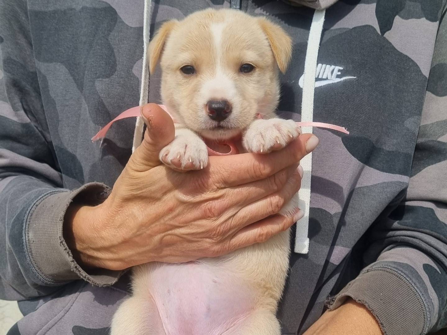 Adotta il cane Luna a Taranto