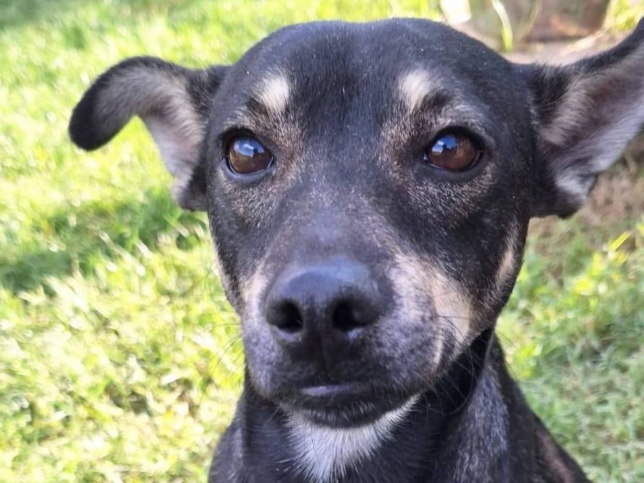 Adozione cane, maschio, Razza sconosciuta Razza sconosciuta, 2 anni e 1 mese, taglia piccola, Milano