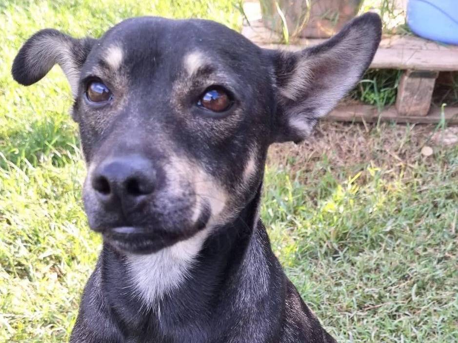 Adotta un cane, maschio, 2 anni e 1 mese, Milano