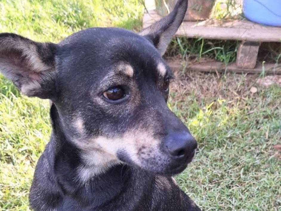 Adotta un cane, taglia piccola, maschio, Milano