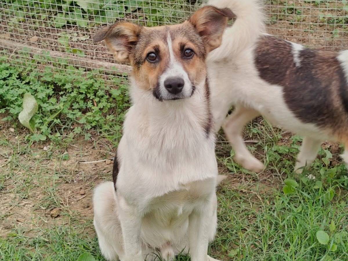 Adozione cane, maschio, Razza sconosciuta Razza sconosciuta, 7 mesi, taglia media contenuta, Milano