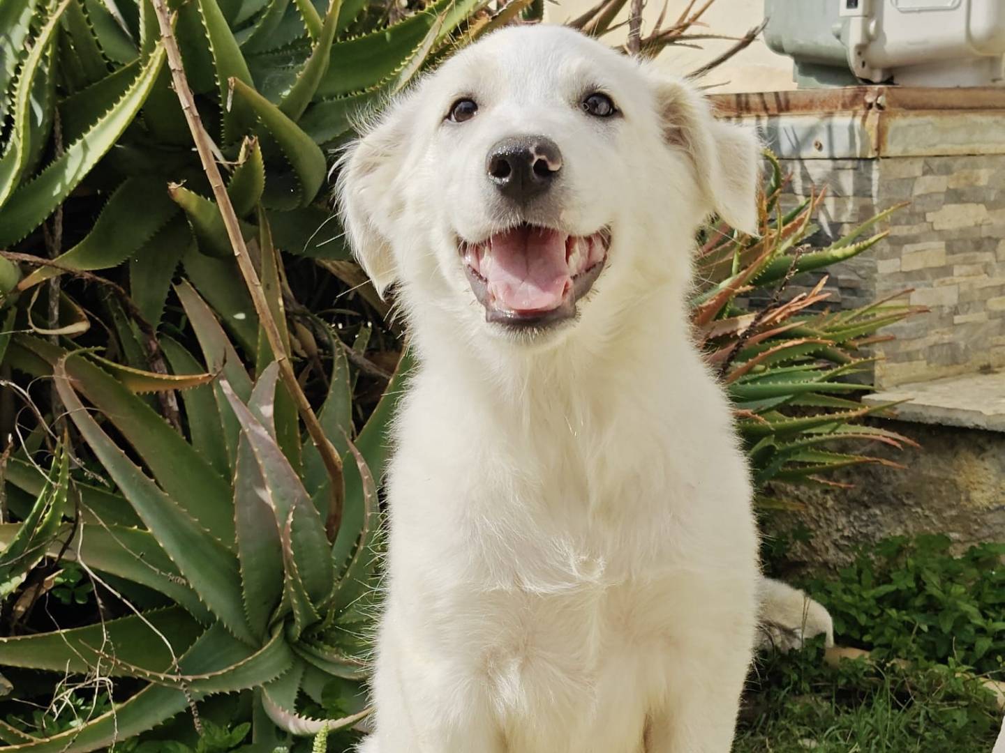Adozione cane, femmina, Razza sconosciuta Razza sconosciuta, 4 mesi, taglia media, Milano
