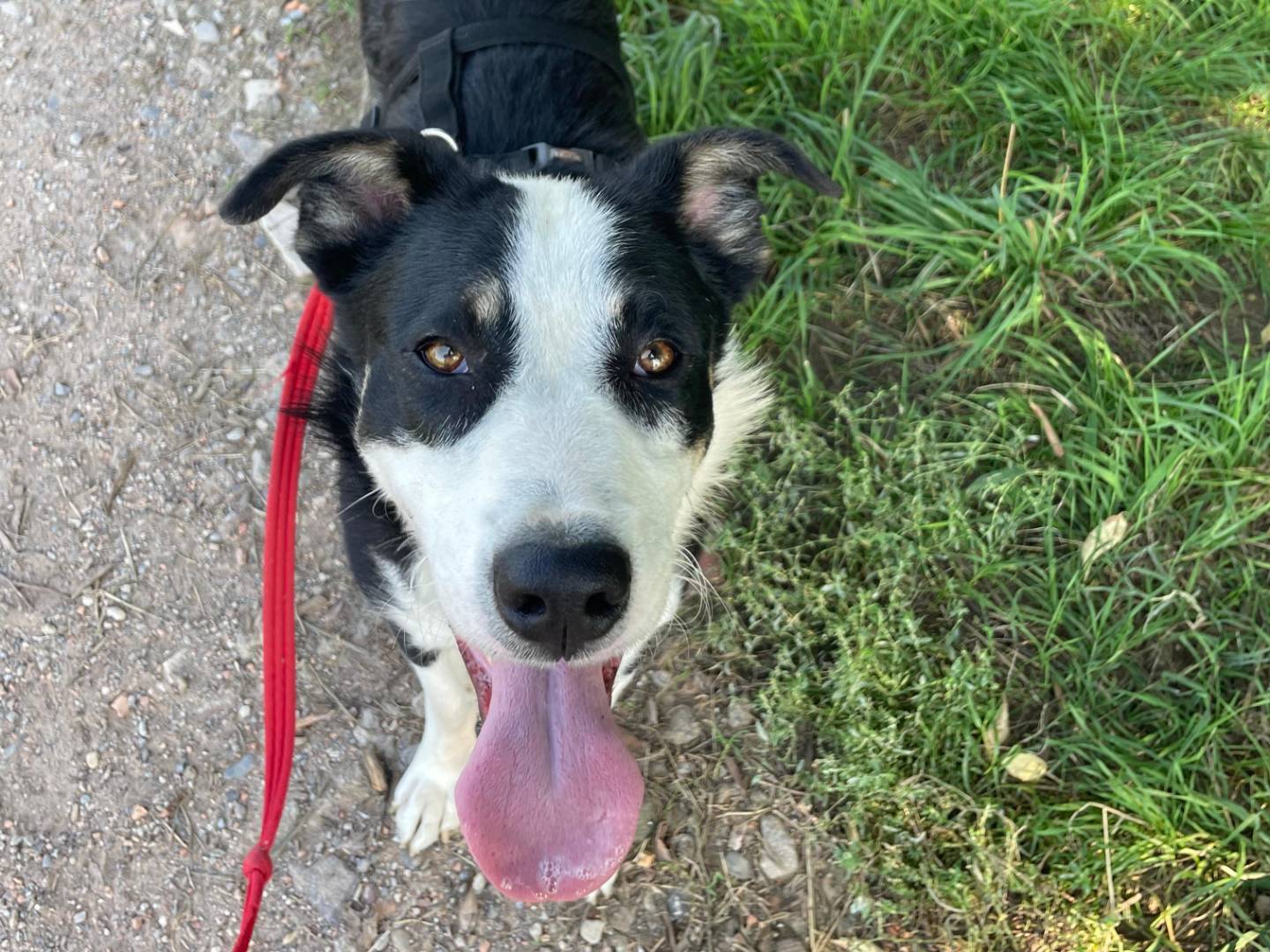 Adozione cane, maschio, Border Collie Razza sconosciuta, 2 anni e 1 mese, taglia grande, Milano