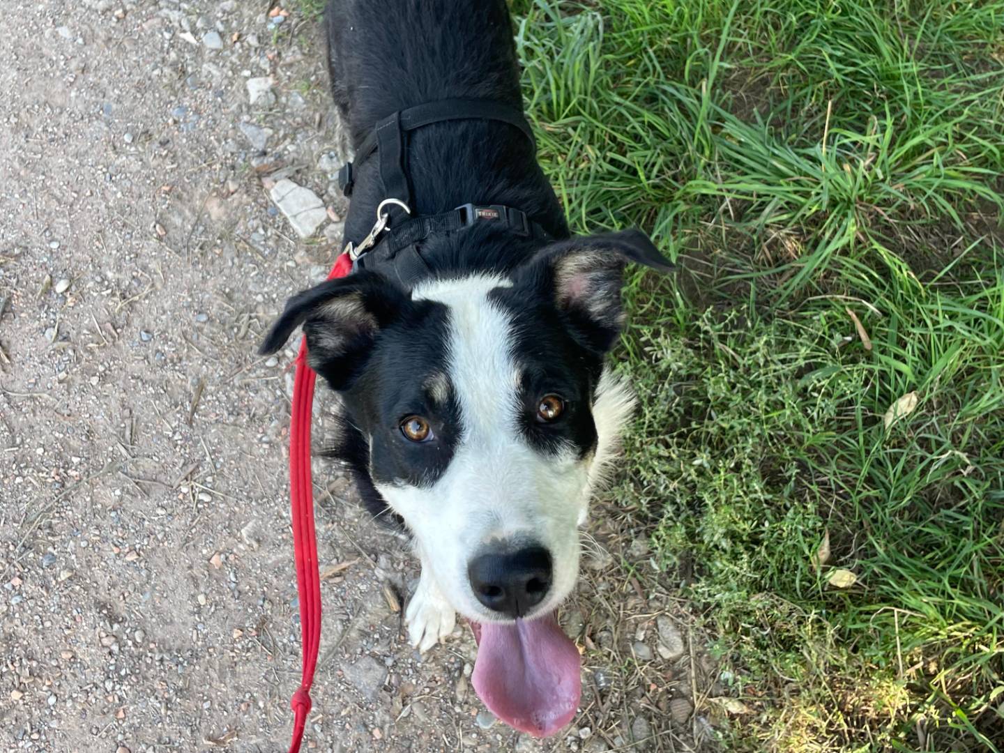 Adotta un cane, maschio, 2 anni e 1 mese, Milano