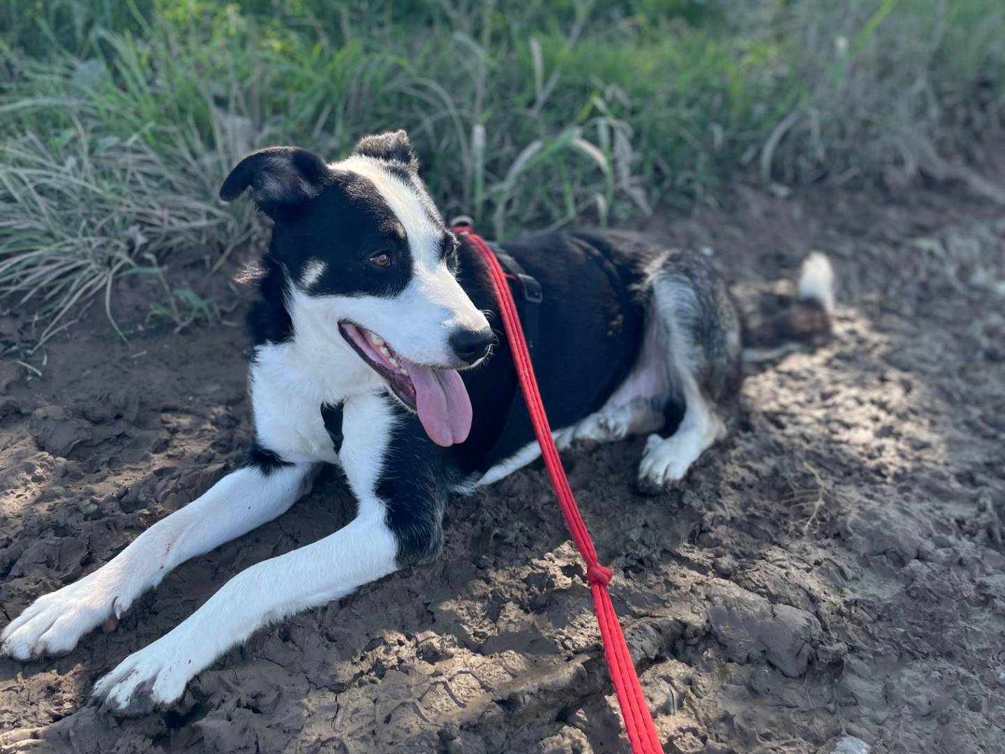 Adotta un cane, taglia grande, maschio, Milano