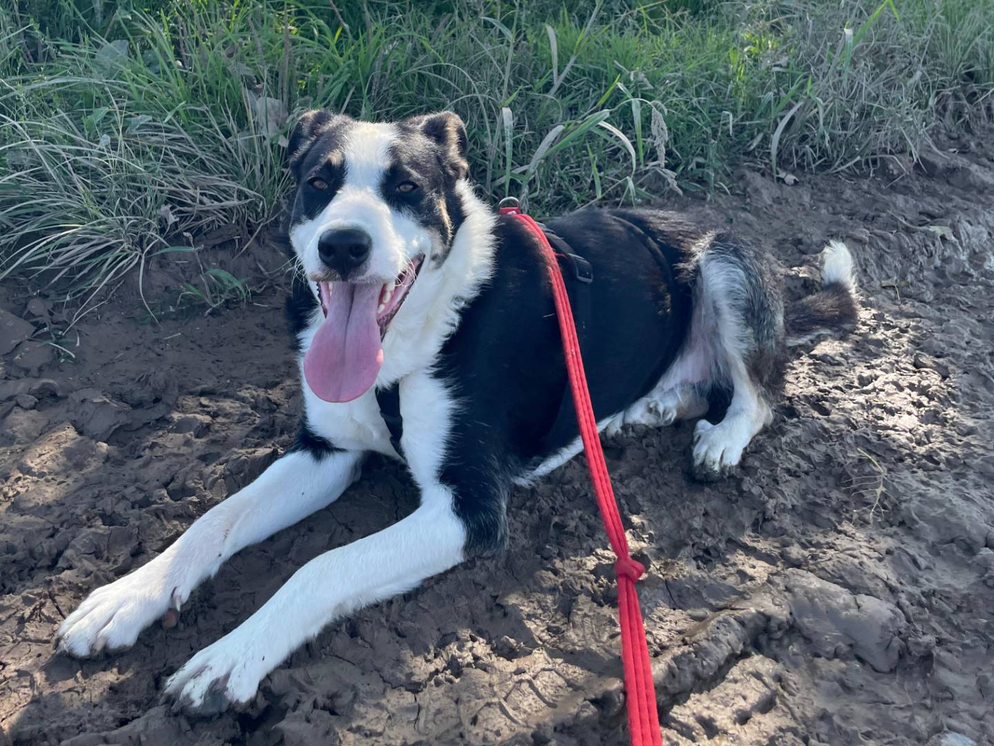 Vuoi adottare un cane a Milano?