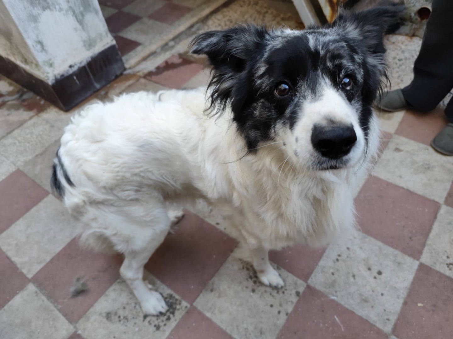 Adozione cane, maschio, Razza sconosciuta Razza sconosciuta, 2 anni, taglia media, Bari